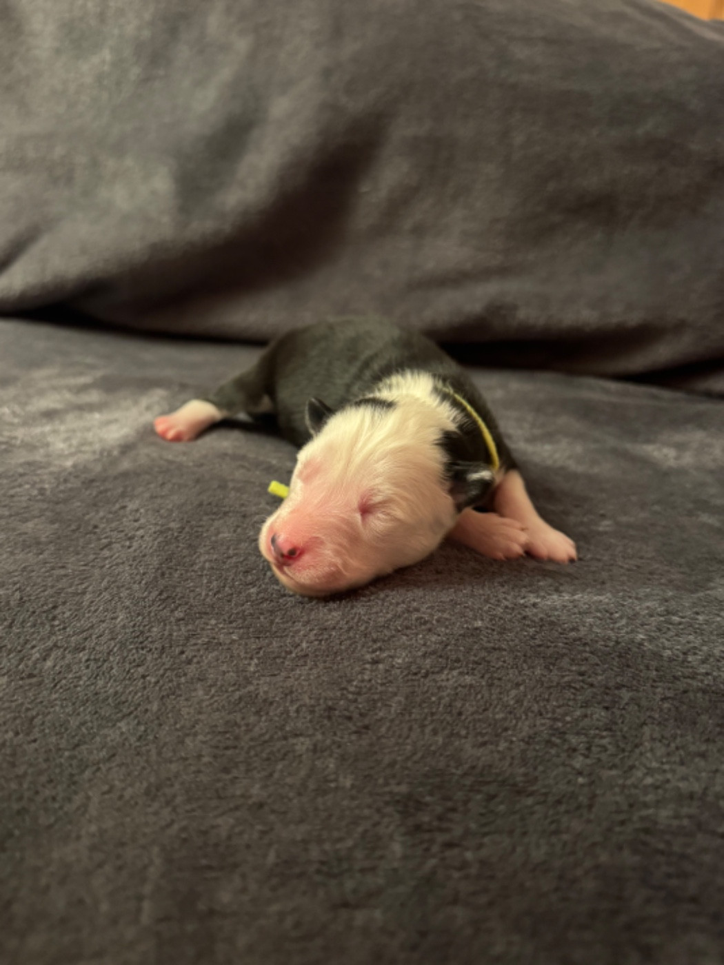 The Stars Of My Soul - Chiots disponibles - Laika de iakoutie