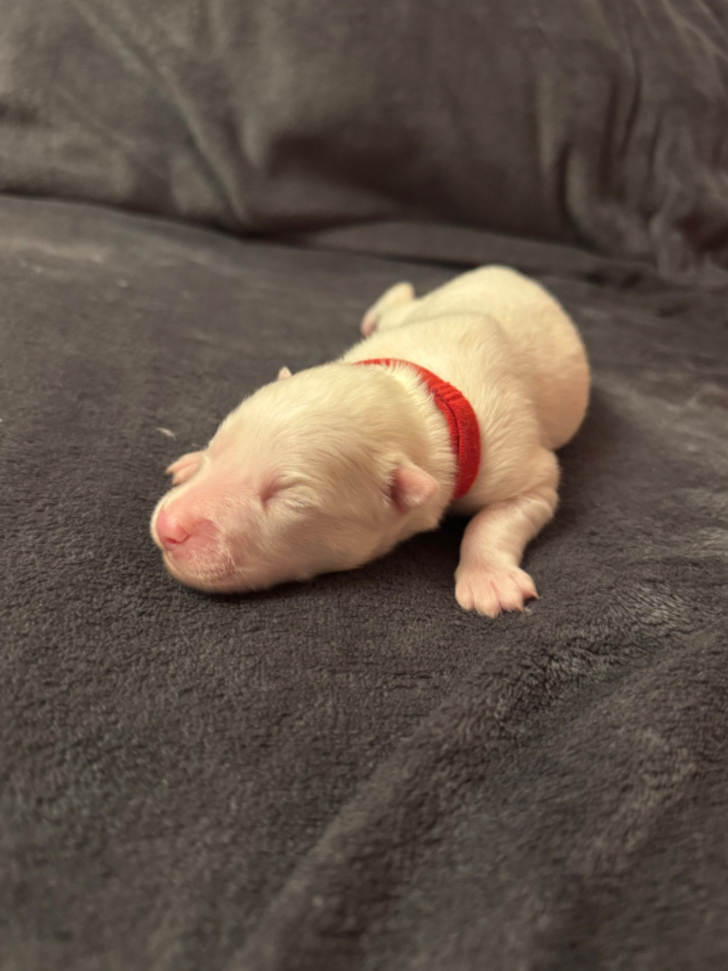 The Stars Of My Soul - Chiots disponibles - Laika de iakoutie