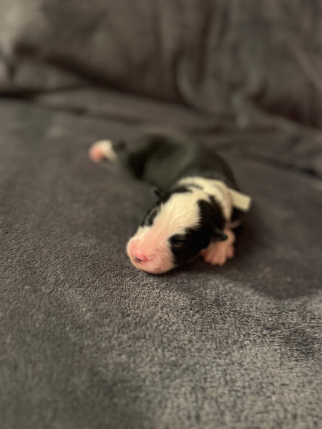 The Stars Of My Soul - Chiots disponibles - Laika de iakoutie