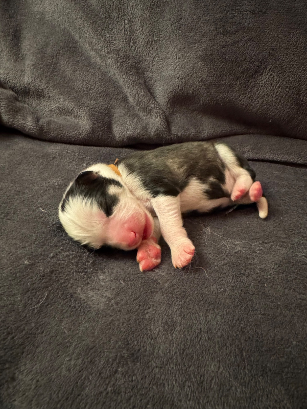 The Stars Of My Soul - Chiots disponibles - Laika de iakoutie