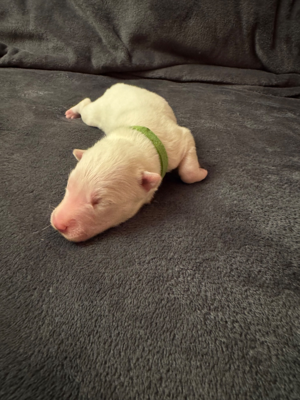 The Stars Of My Soul - Chiots disponibles - Laika de iakoutie