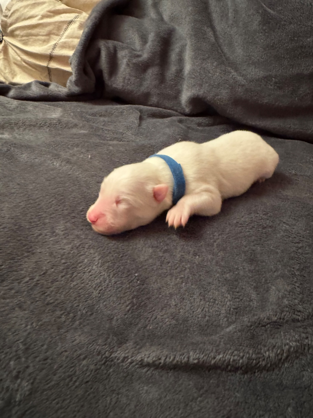 The Stars Of My Soul - Chiots disponibles - Laika de iakoutie