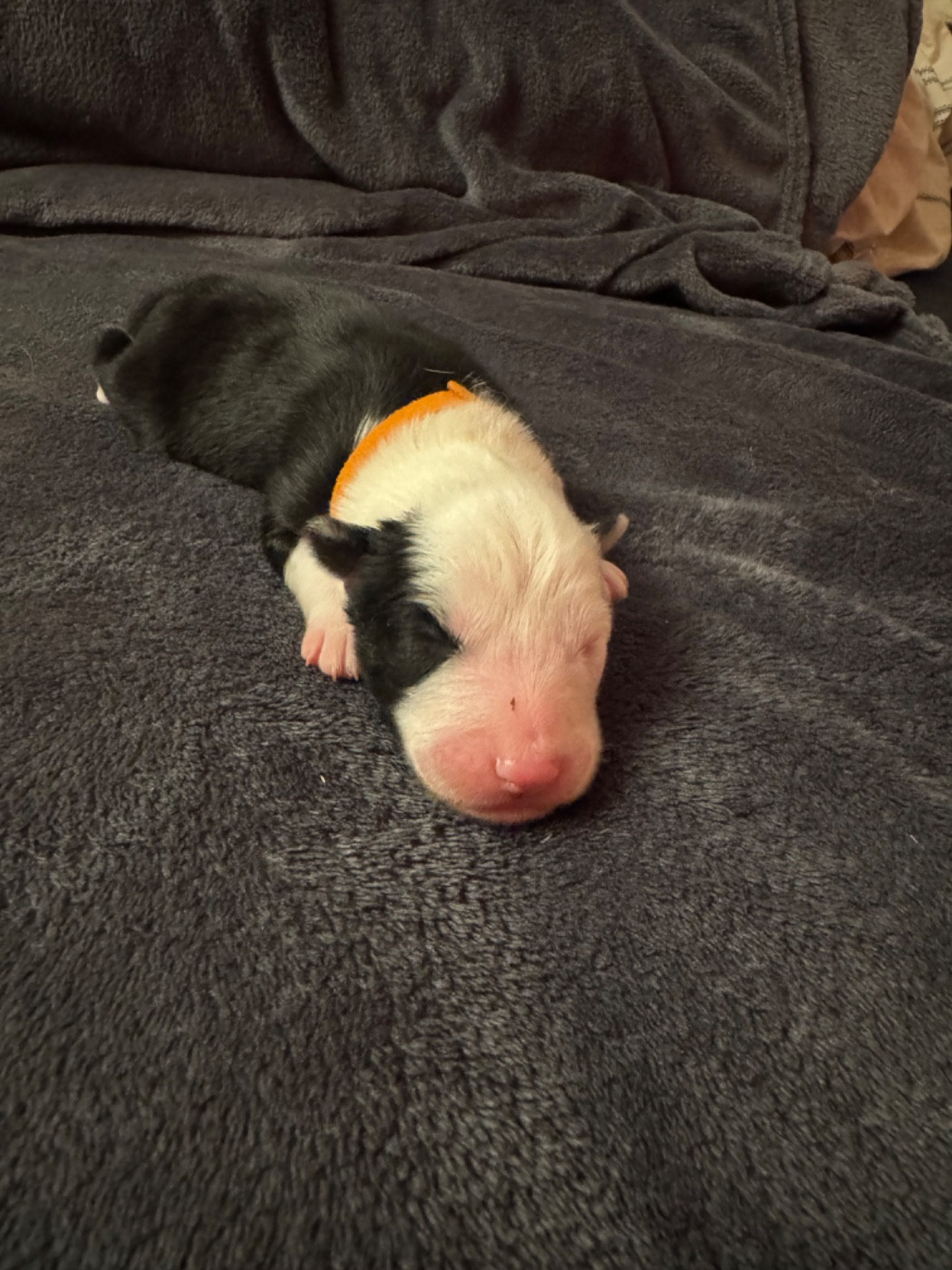 The Stars Of My Soul - Chiots disponibles - Laika de iakoutie