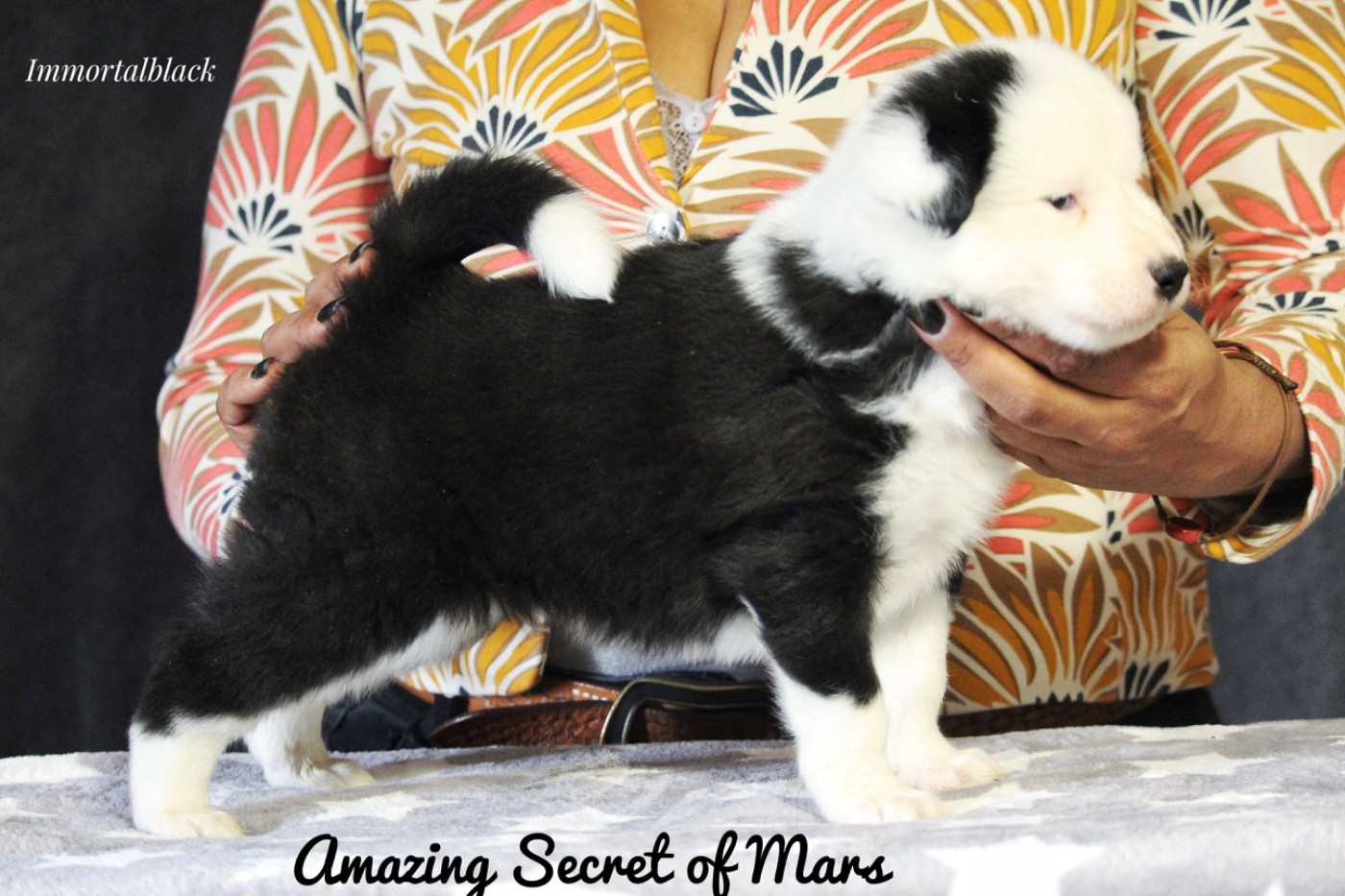 The Stars Of My Soul - Chiots disponibles - Laika de iakoutie