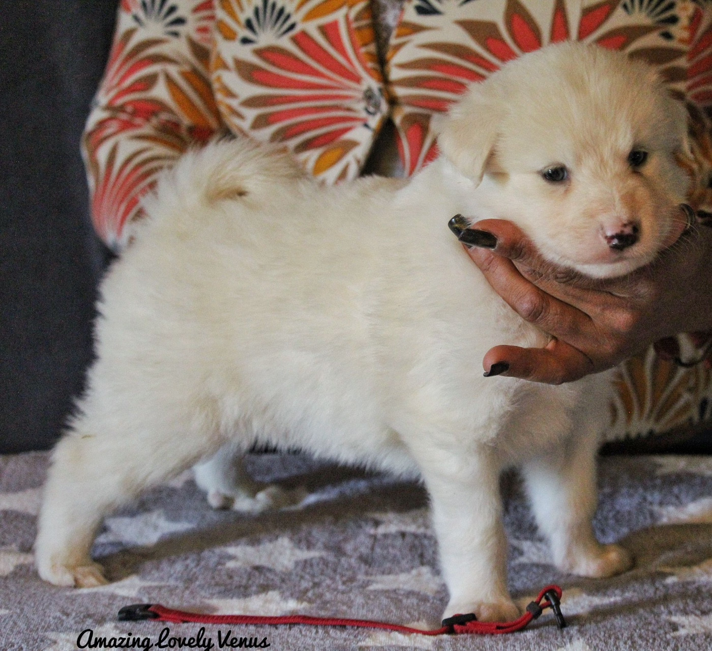 The Stars Of My Soul - Chiots disponibles - Laika de iakoutie