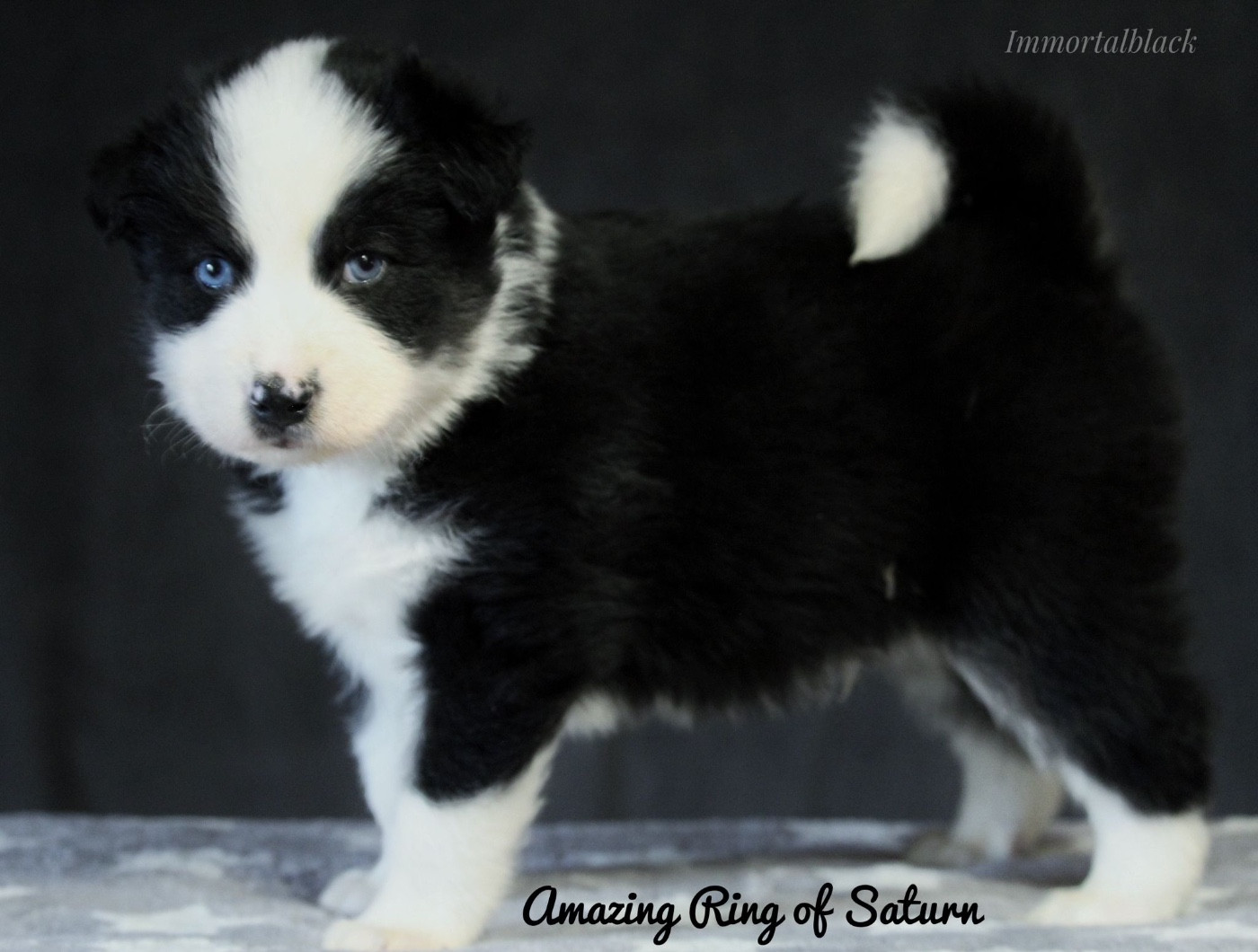 The Stars Of My Soul - Chiots disponibles - Laika de iakoutie