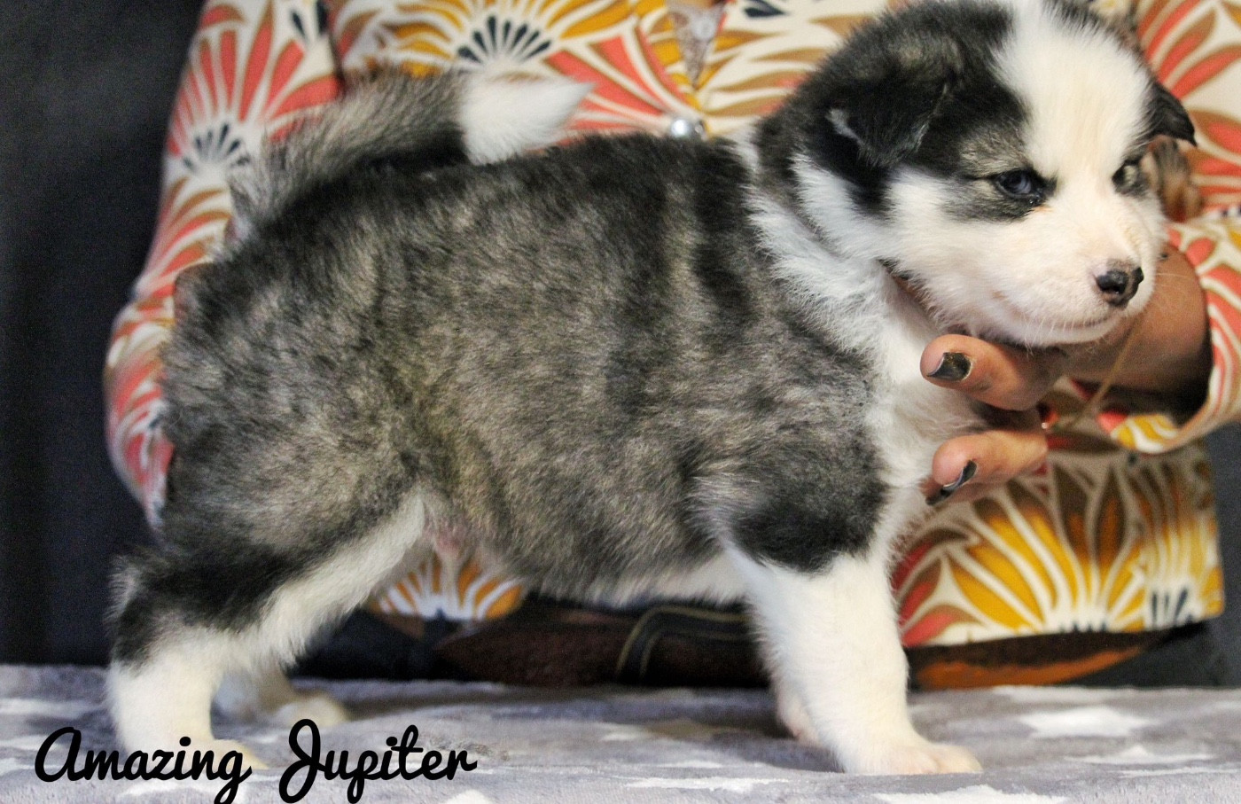 The Stars Of My Soul - Chiots disponibles - Laika de iakoutie