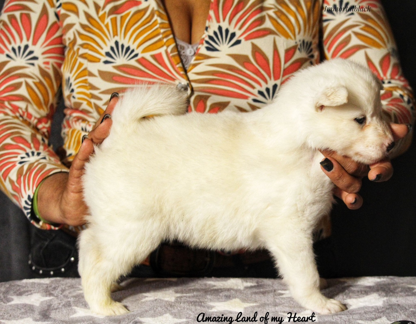 The Stars Of My Soul - Chiots disponibles - Laika de iakoutie