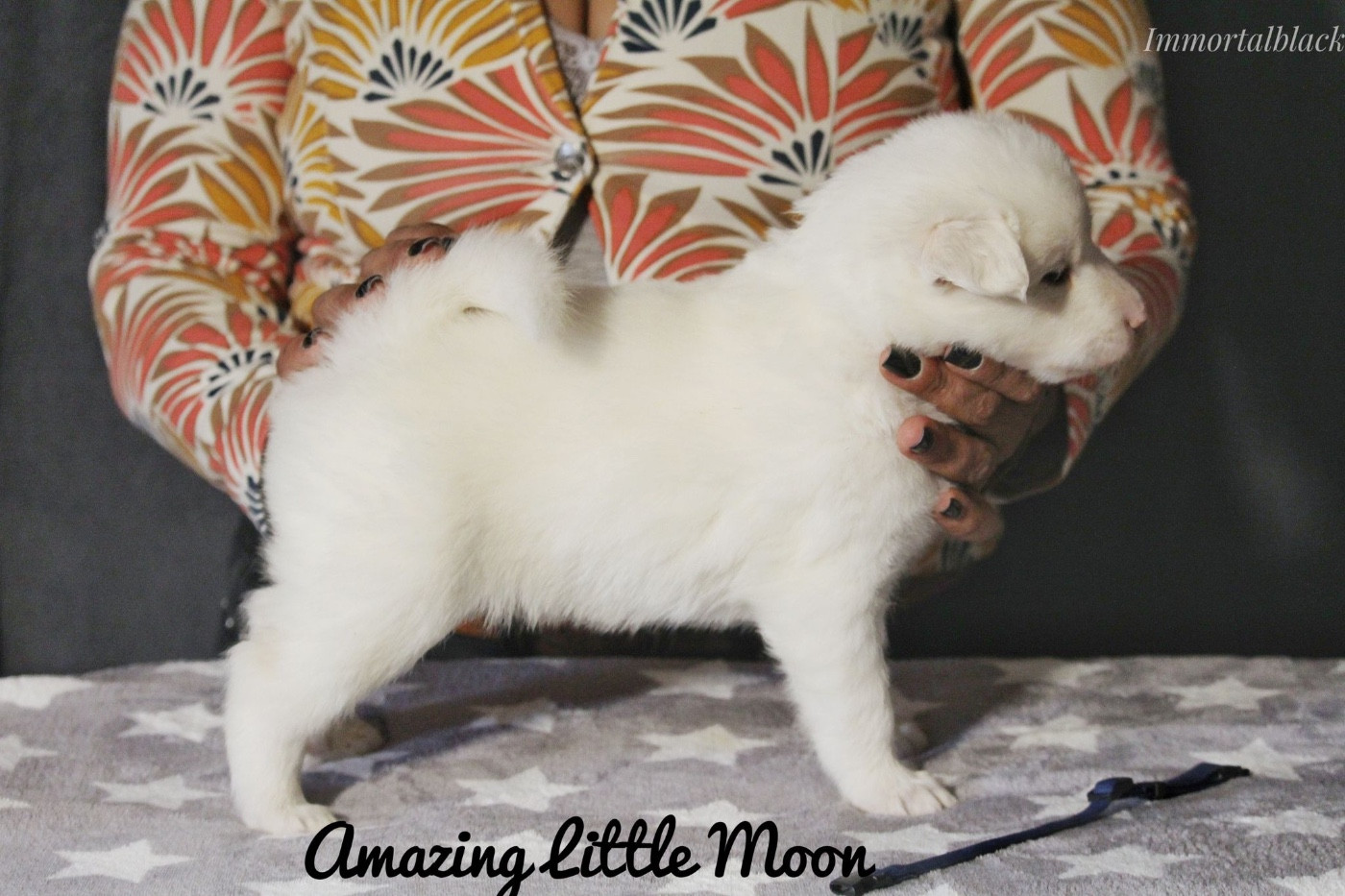 The Stars Of My Soul - Chiots disponibles - Laika de iakoutie