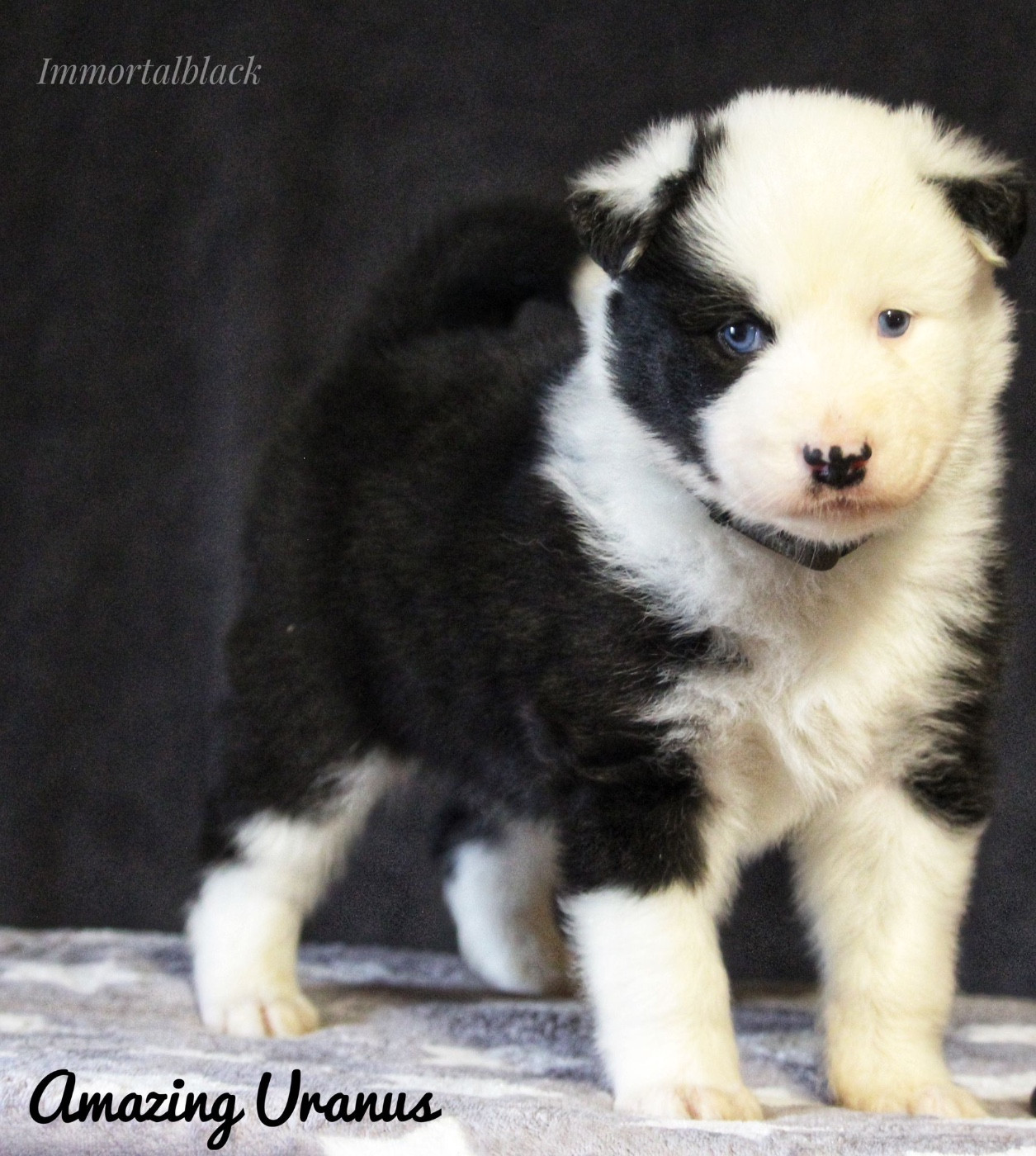 The Stars Of My Soul - Chiots disponibles - Laika de iakoutie