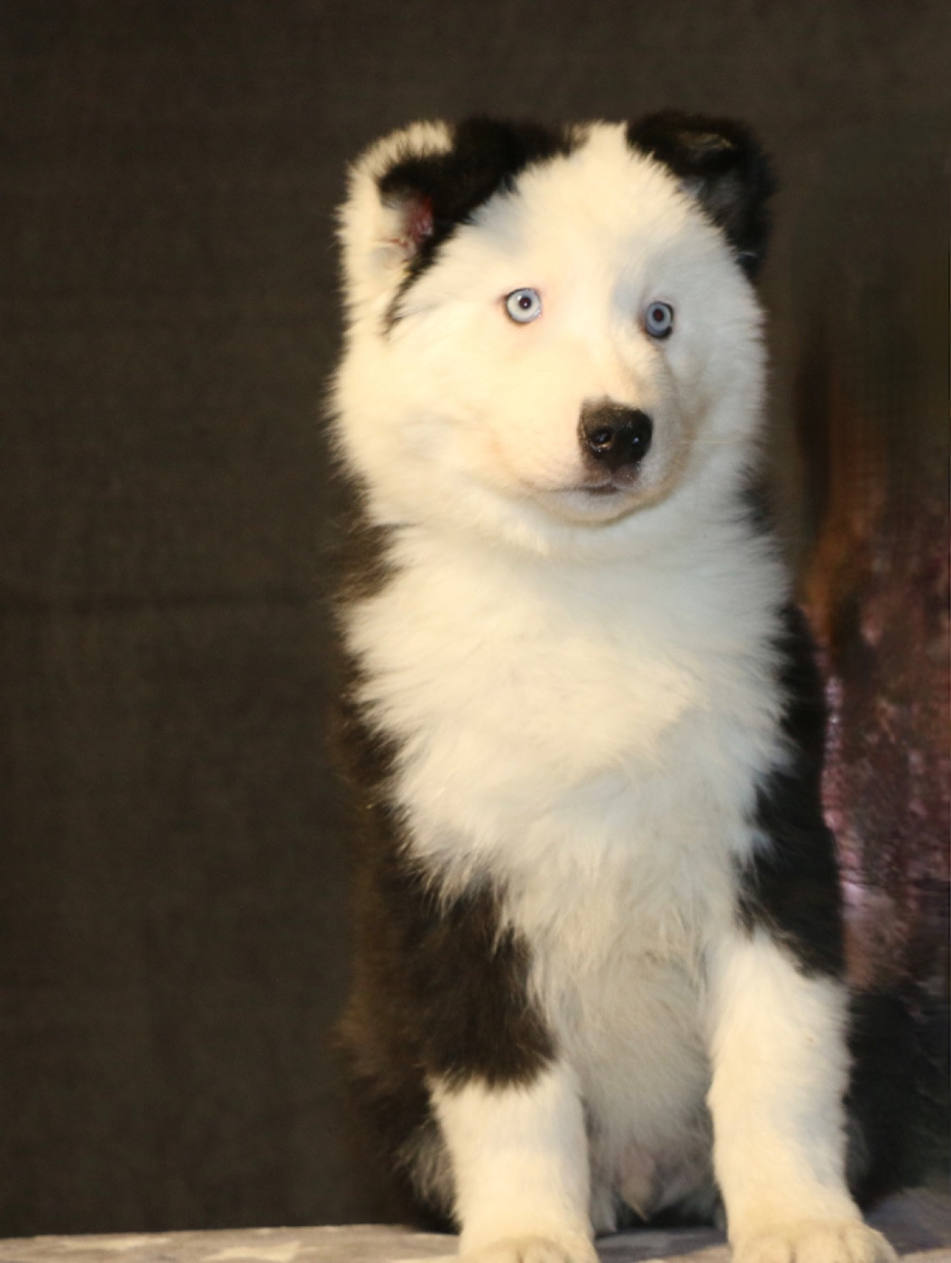 The Stars Of My Soul - Chiots disponibles - Laika de iakoutie