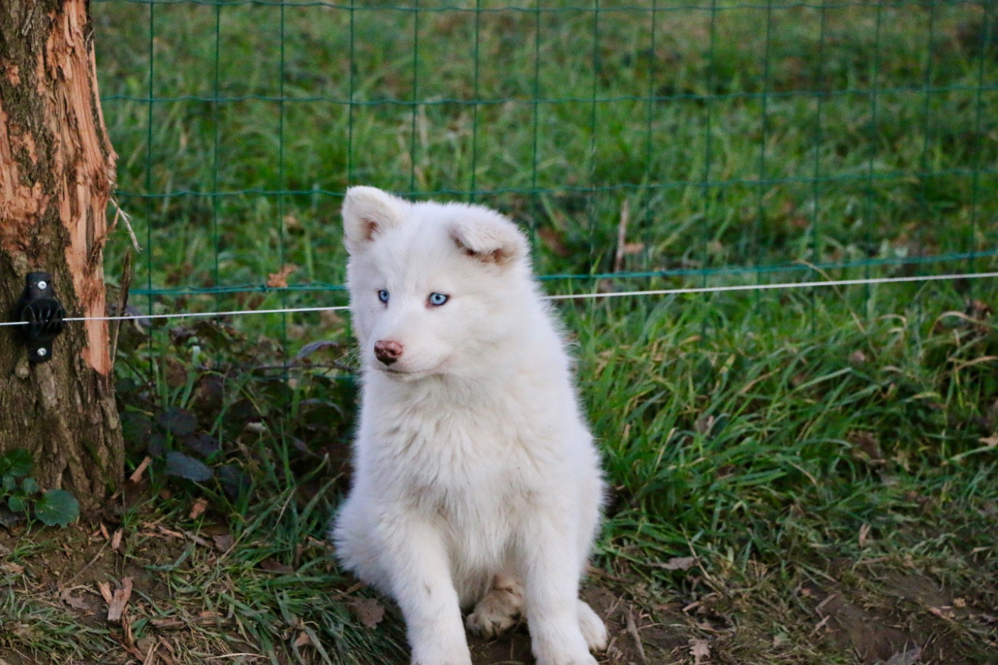 The Stars Of My Soul - Chiots disponibles - Laika de iakoutie