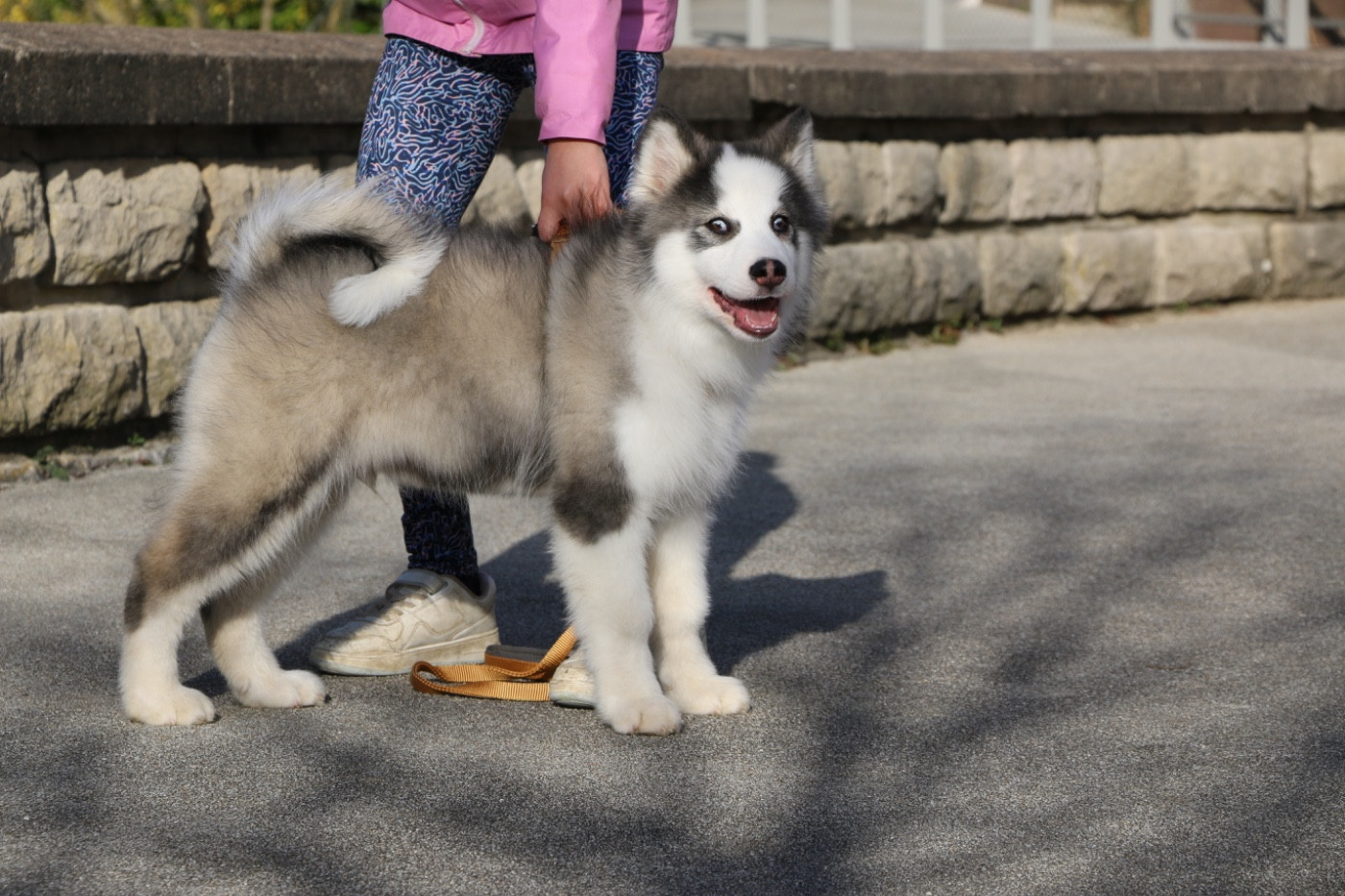 The Stars Of My Soul - Chiots disponibles - Laika de iakoutie